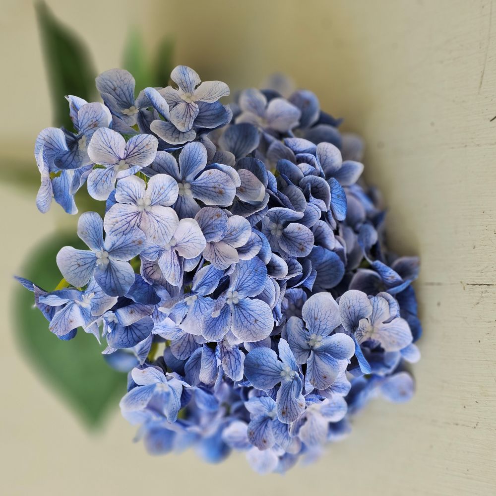 Blue Hydrangea Bush Pick