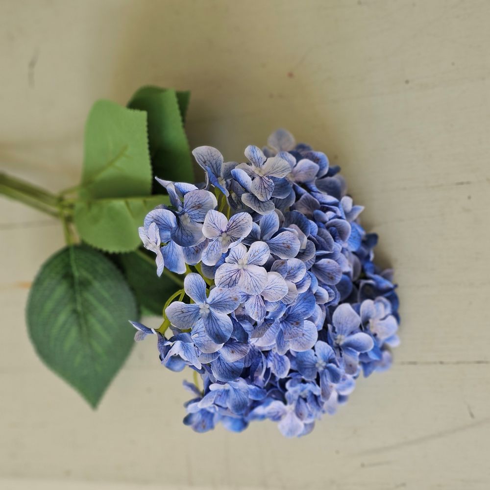 Blue Hydrangea Bush Pick