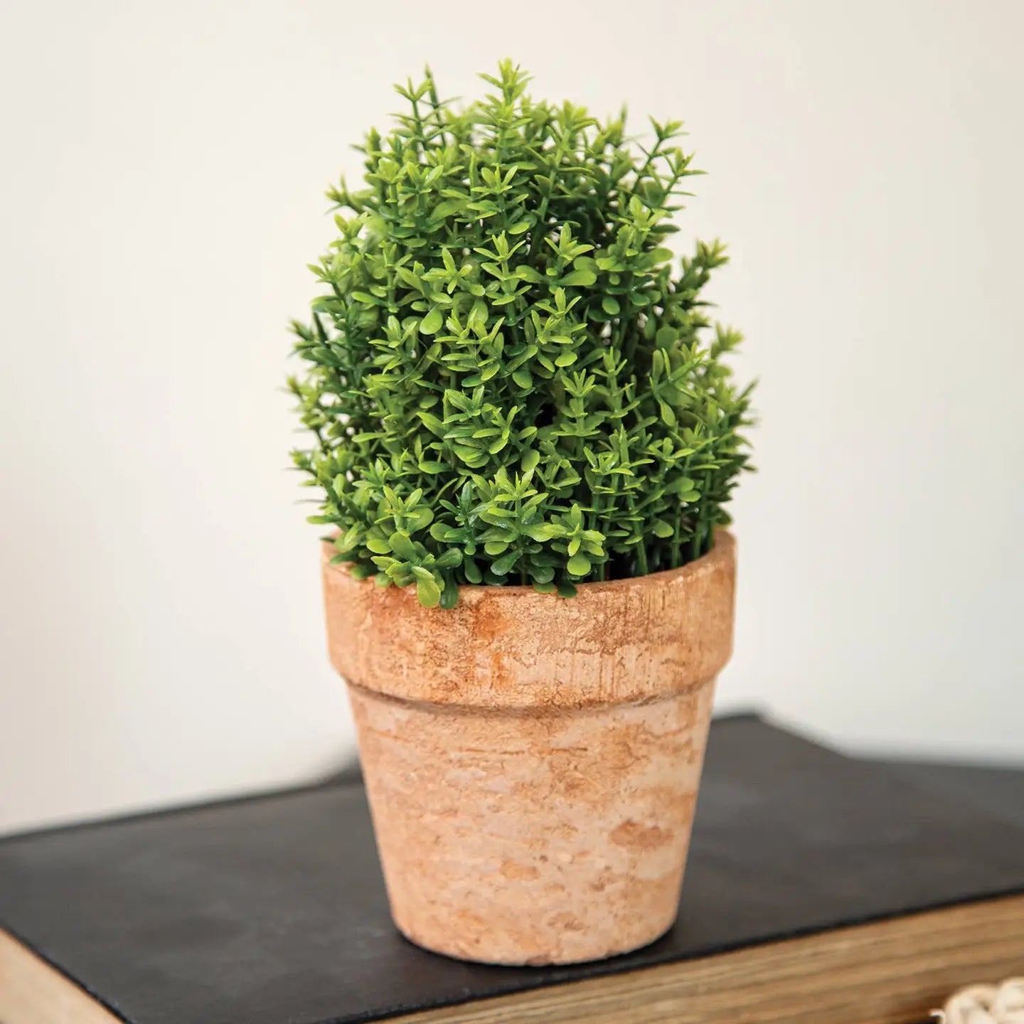 Potted Mini Boxwood