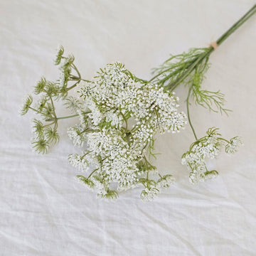 Queen Anne's Lace Flower Bundle