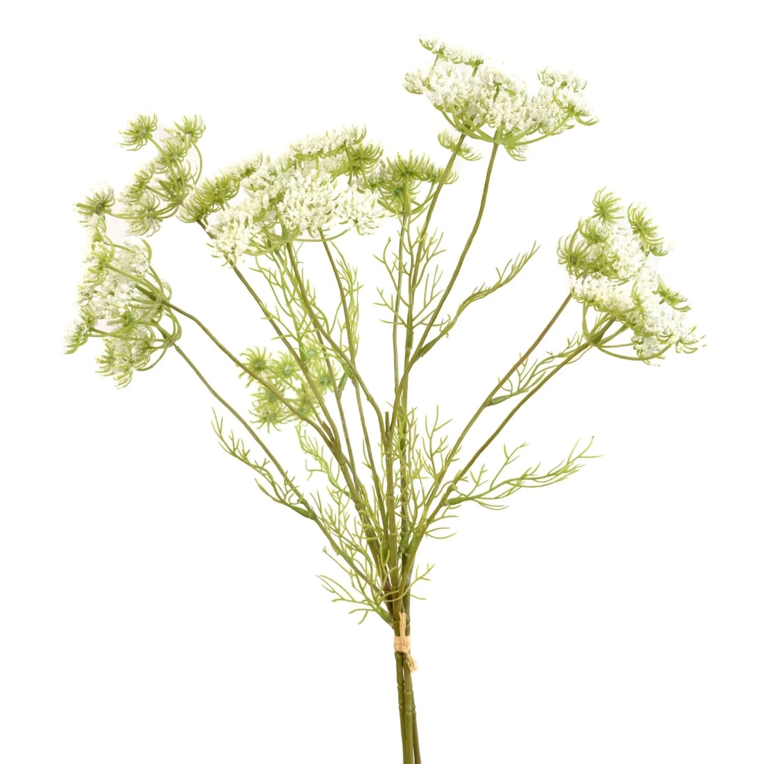 Queen Anne's Lace Flower Bundle