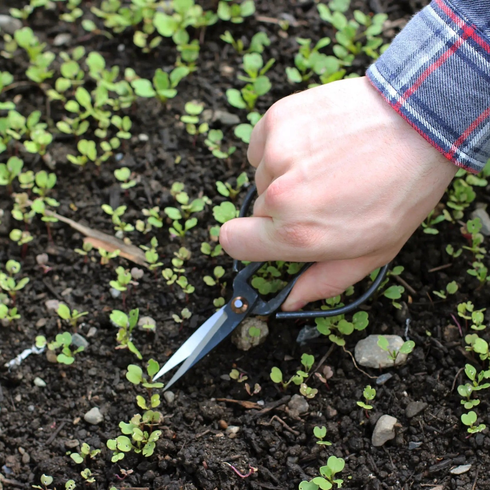 Vintage Style Garden Scissor