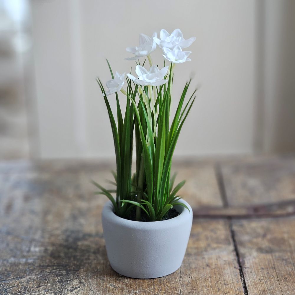 Potted White Daffodils