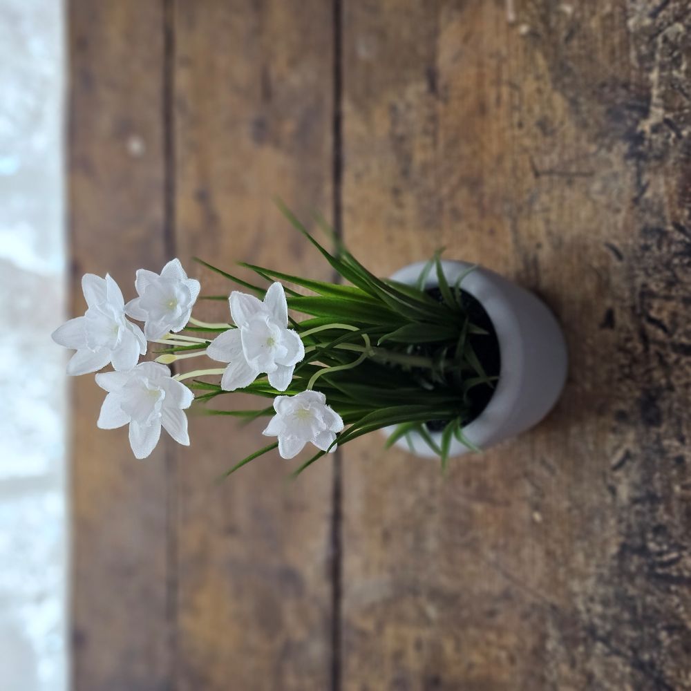 Potted White Daffodils
